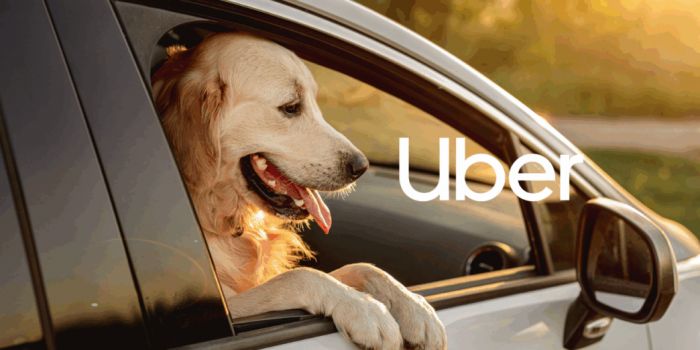 No Recife, pets adotados pelo programa Adota Pet ganham transporte gratuito com o Uber Pet (Foto: Divulgação)