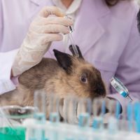 Proibidos os testes de cosméticos em animais
