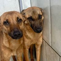 Três cachorros são trancados e abandonados em quitinete