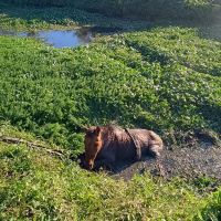 Cavalo cai em vala, fica preso e é resgatado por escavadeira