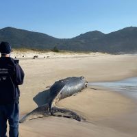 Filhote de baleia é encontrado sem vida
