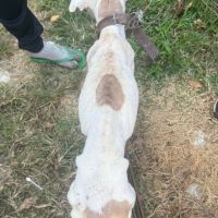 Dono de pit bull é preso por maus-tratos no bairro Itaipava