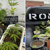 Mãe vai presa por causa da plantação de maconha do filho