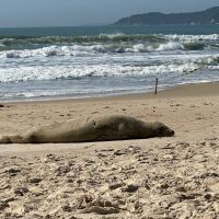 Foca-caranguejeira, espécie rara no Brasil, aparece em Bombinhas