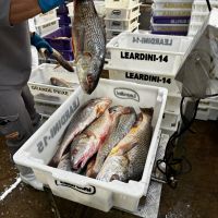 Peixes estão entre alimentos que poderão ser comprados pelo governo em medida contra tarifaço
