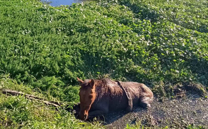 O cavalo está bem e aos cuidados do dono (foto: Corpo de Bombeiros)