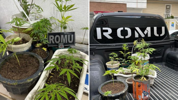 Dona da casa explicou que o cultivo pertencia ao filho (Foto: GMI/Divulgação)