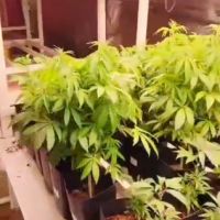 PM localiza laboratório clandestino de maconha