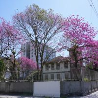 Floração de ipês cria espetáculo pelas ruas