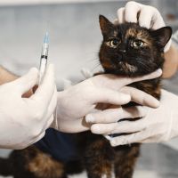 Prefeitura de Penha credencia clínicas para castração e vacinação de pets