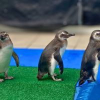 Pinguins resgatados na região vão pra Floripa se preparar pra volta ao habitat natural