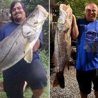 Espécie de robalo gigante pescada nos molhes pode chegar a 24 quilos