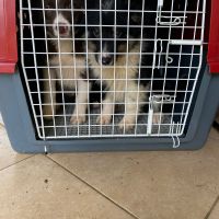 Dono de canil de border collies é preso por maus tratos