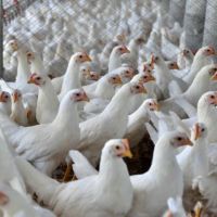 Santa Catarina volta a vender frango para a União Europeia