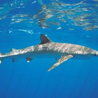 Entidades e pesquisadores repudiam proibição da pesca do tubarão-azul