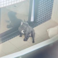 Cachorro fica o dia inteiro preso na varanda de quarto de hotel na orla de BC