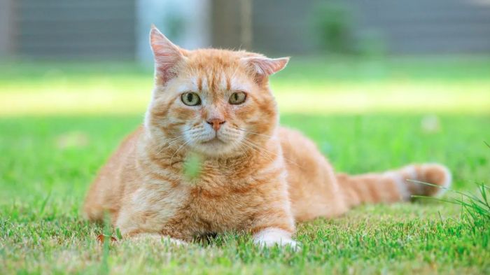 Evento celebra a diversidade dos gatinhos em quatro categorias de coloração (Foto: Divulgação/Woolie)