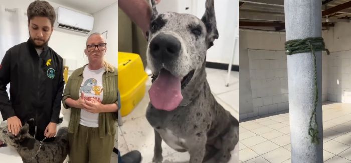 Shine, assim batizada, é uma dog alemã muito bonita e agora está para adoção responsável (Foto: Divulgação / DABA)