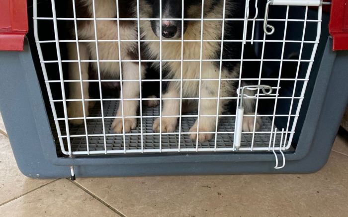 Cães adultos e filhotes estavam em local sujo e sem cuidados básicos (Foto: Divulgação/PCSC)