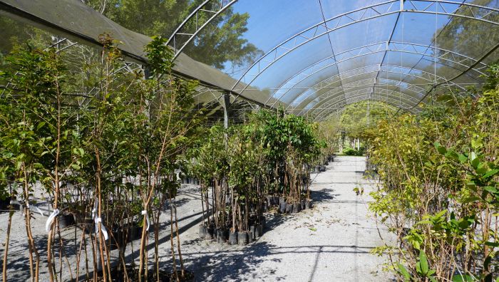 Plantio será feito com mudas do viveiro municipal em locais mapeados pela cidade (Foto: João Batista)