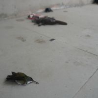 miniatura galeria