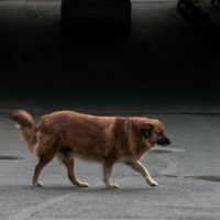 Tutor que deixar cachorro na rua poderá pagar R$ 20 mil de multa