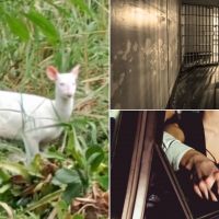 Vídeo do veado albino tem mais de 1,7 milhão de views no Insta do DIARINHO