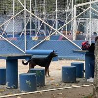 Câmara convida moradores para discutir causa animal em Itajaí
