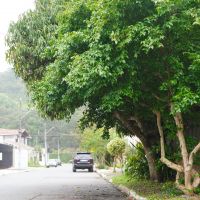 Moradores podem dar pitaco pra plantio de árvores