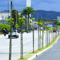 Moradores podem dar pitaco sobre o plantio de árvores