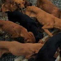 Cães abandonados após morte do dono passam fome e tentam sobreviver
