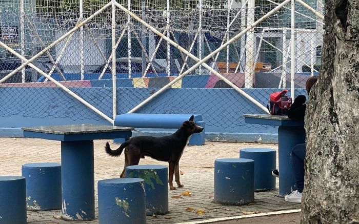 Encontro acontece segunda-feira no plenário Arno Cugnier, às 19h (Foto: Camila Diel)