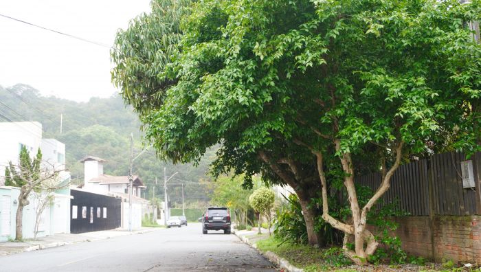 Iniciativa faz parte do plano BC +Arborizada (Foto: João Batista)