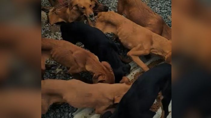 Animais ganharam comida, água e atendimento após o resgate (Foto: Divulgação/GOR)