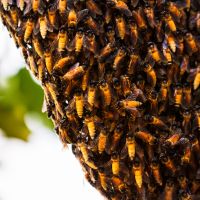 Retirada de colmeia vai mobilizar bombeiros, agentes e secretarias de Balneário Camboriú