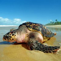 Desafios e possibilidades para a conservação do litoral catarinense