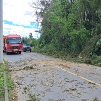 Queda de árvore bloqueia rua em Penha