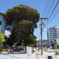 Construtora desmente derrubada de árvores em asilo da Brava