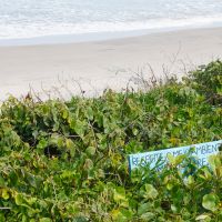 Restingas terão proteção reforçada na faixa de 300 metros da praia