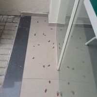 Denúncia aponta infestação de baratas no hospital Marieta