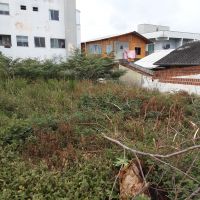 Terreno no São Vicente virou criadouro de cobras, caramujos e insetos