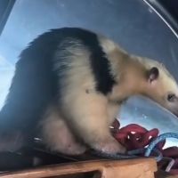 Tamanduá-mirim é resgatado após “rolezinho” surpresa em veleiro na Marina Itajaí