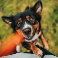 Balbúrdia faz feira de adoção e arrecadação de ração