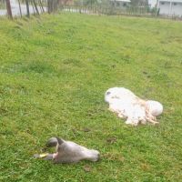 Novilha é morta e carneada na beira da estrada