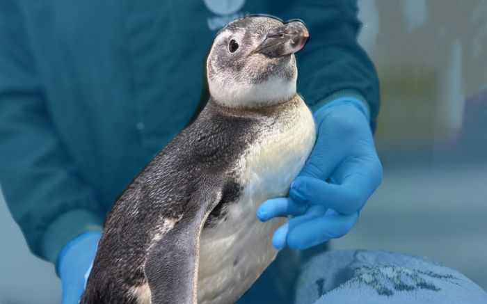 Univali tem diversos programas  de monitoramento ambiental (Divulgação/Univali)