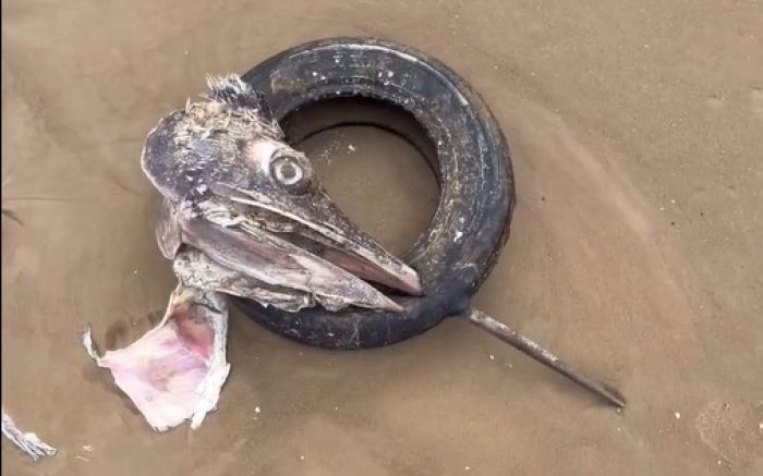 Museu Oceanográfico da Univali recolheu animal para exposição em nova ala temática (Foto: Reprodução)