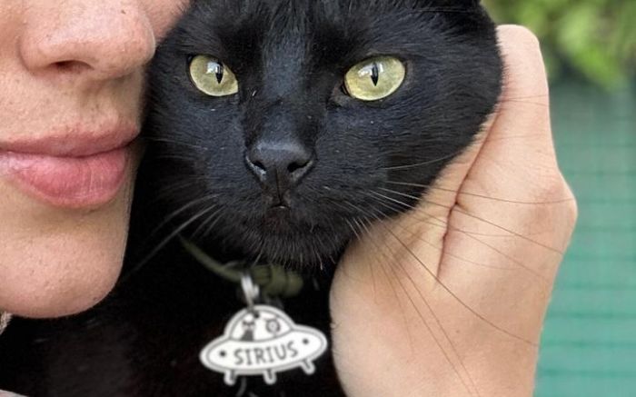 Sirius tem dois anos e quatro meses e está desaparecido (Foto: Dona)