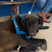 Câmara faz cadastro para castração gratuita de pets