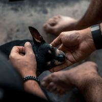 Audiência Pública expõe falta de apoio a voluntários da causa animal