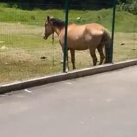 Cavalos são vistos "torrando" sob sol forte em terreno ao lado de supermercado